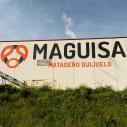 MAGUISA